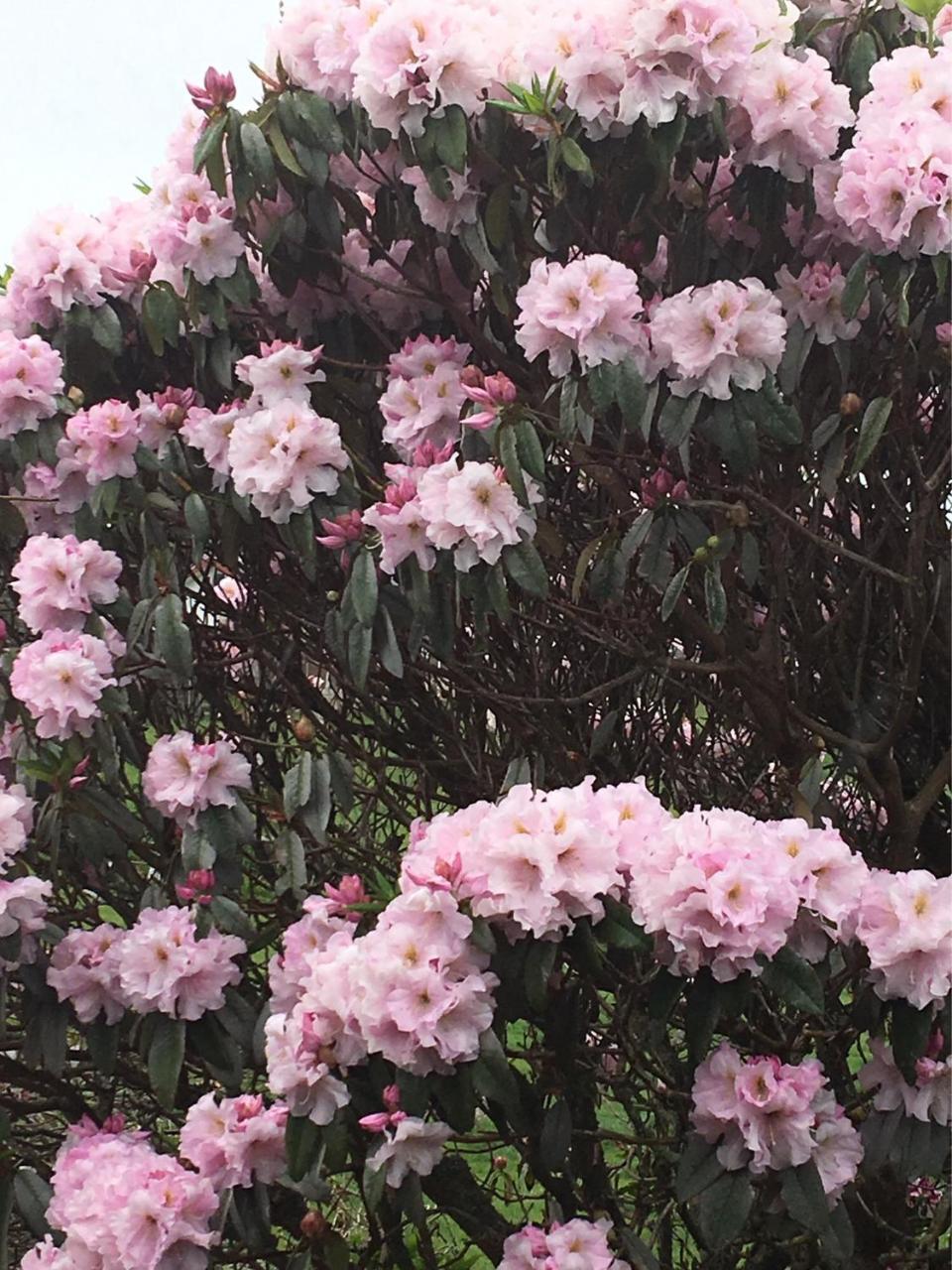 Pukeko Lodge Bnb New Plymouth Exterior foto