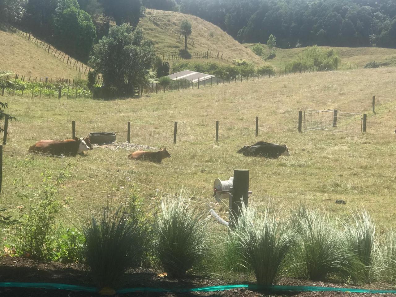 Pukeko Lodge Bnb New Plymouth Exterior foto